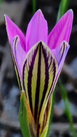 Romulea rosea dark-lined outsides of outer tepals